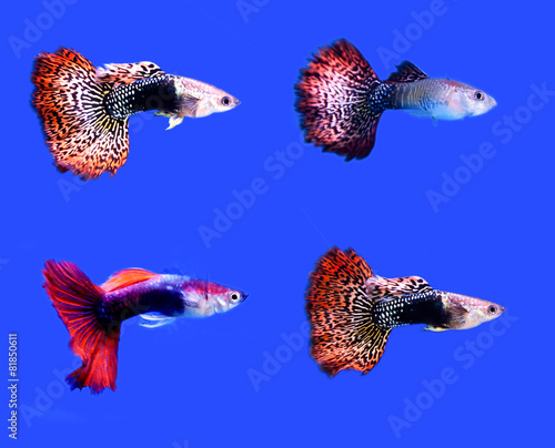 fish guppy pet isolated on blue background