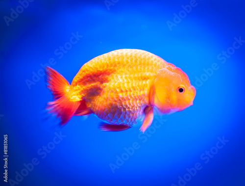 Goldfish on a blue background © showcake