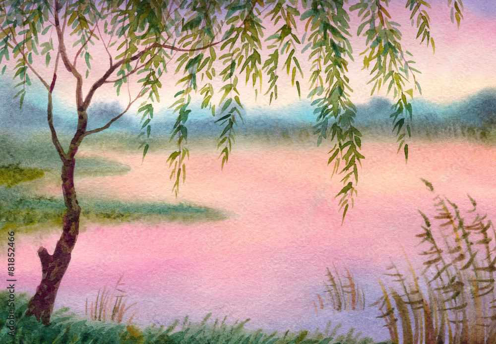 Fototapeta premium Willow by the lake