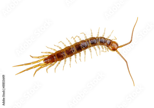 Obraz na płótnie centipede