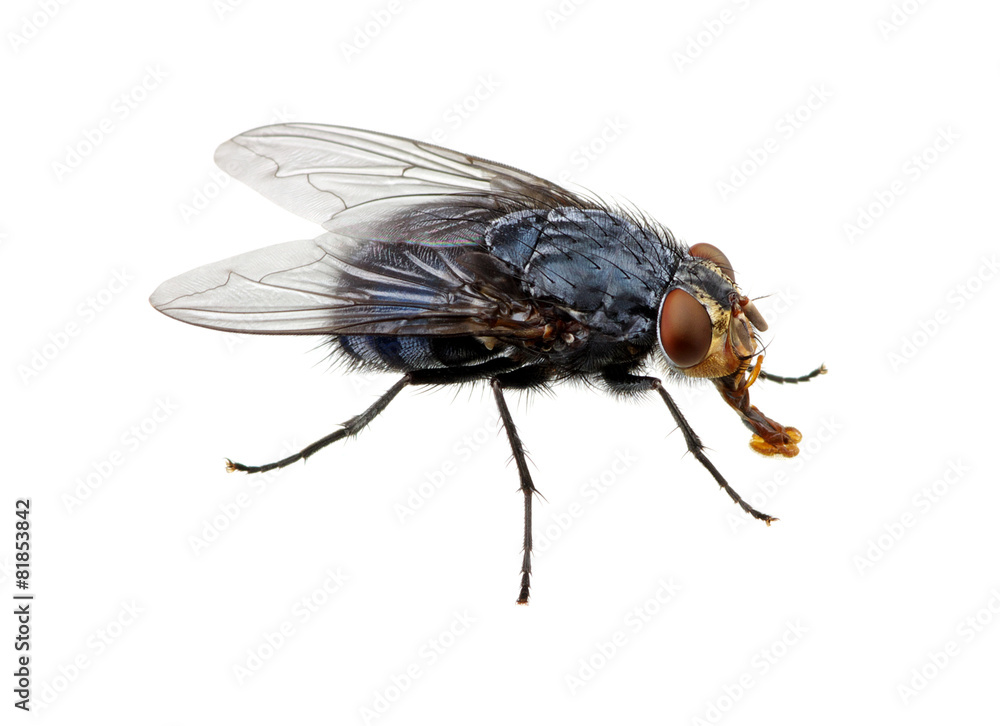 fly on a white fly on a white