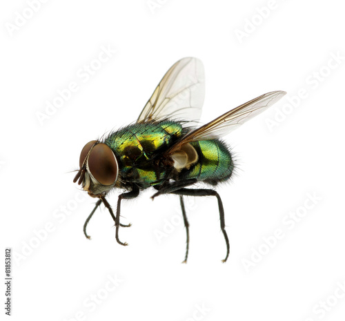 green fly © Alekss