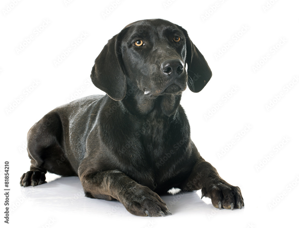 labrador retriever