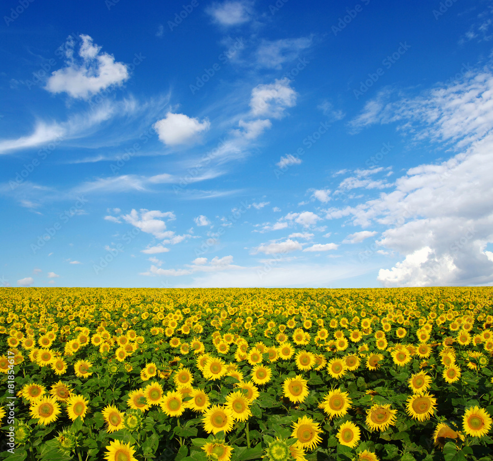 sunflowers field sunflowers field
