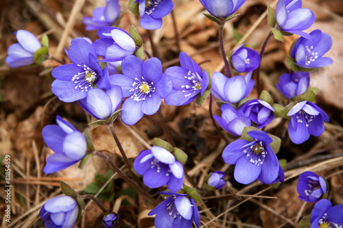 Spring flowers in the forest