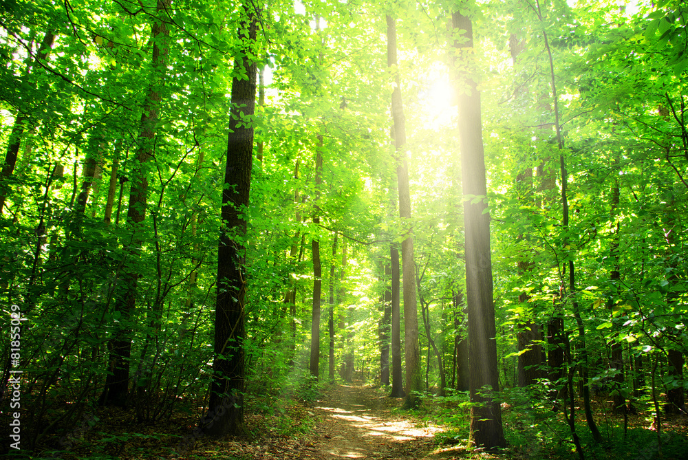 Fototapeta premium sunlight forest