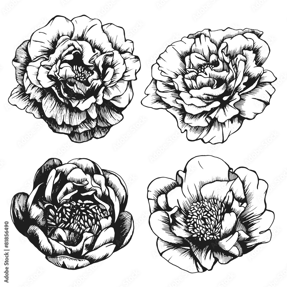 Obraz premium Set of highly detailed hand-drawn peonies.