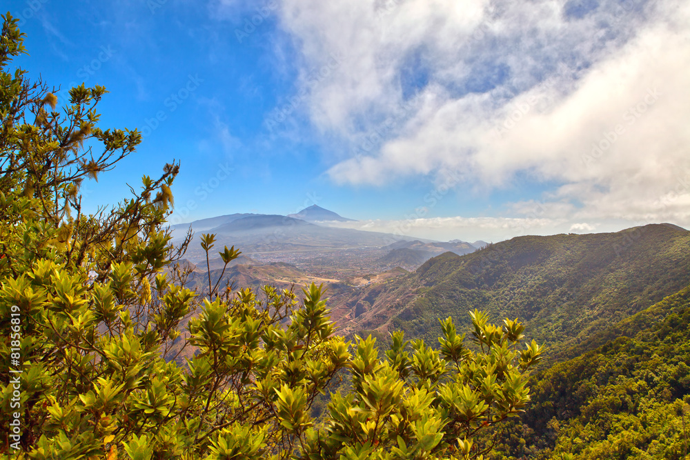 Fototapeta premium The Teide volcano behind trees in Tenerife, Spain