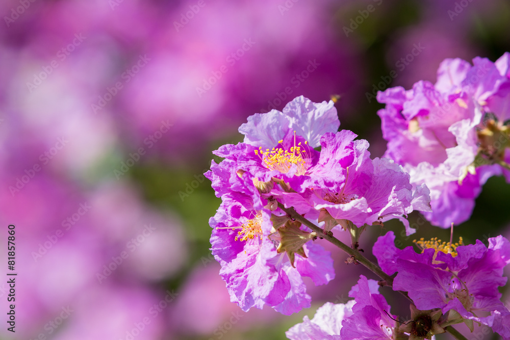 pride of india flower (queen's flower) pride of india flower (queen's flower)