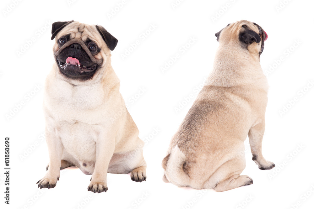 front and back view of friendly pug dog sitting isolated on whit