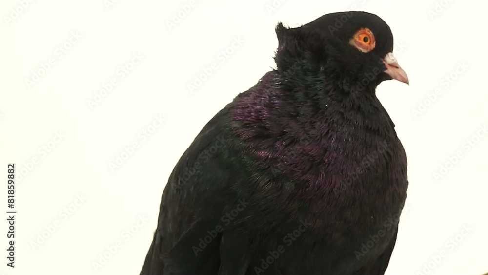 black pigeon on a white background black pigeon on a white background