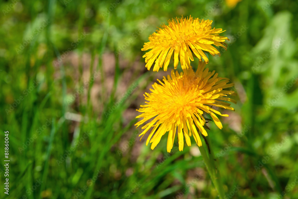 Dandelion over green grass Dandelion over green grass