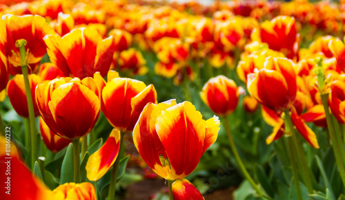 Red and yellow Tulips