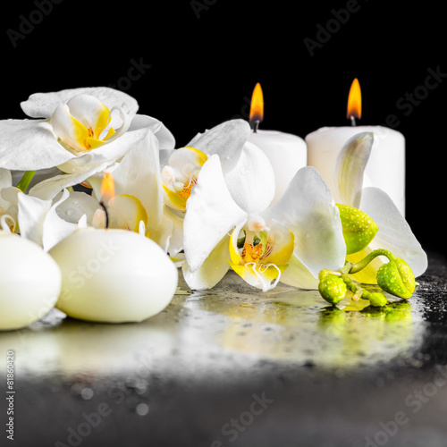 beautiful spa composition of blooming white orchid flower, phala