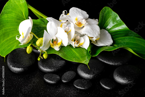 beautiful spa concept of blooming white orchid flower, phalaenop