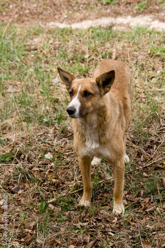 Stray dog pooch who lives in the Chernobyl exclusion zone