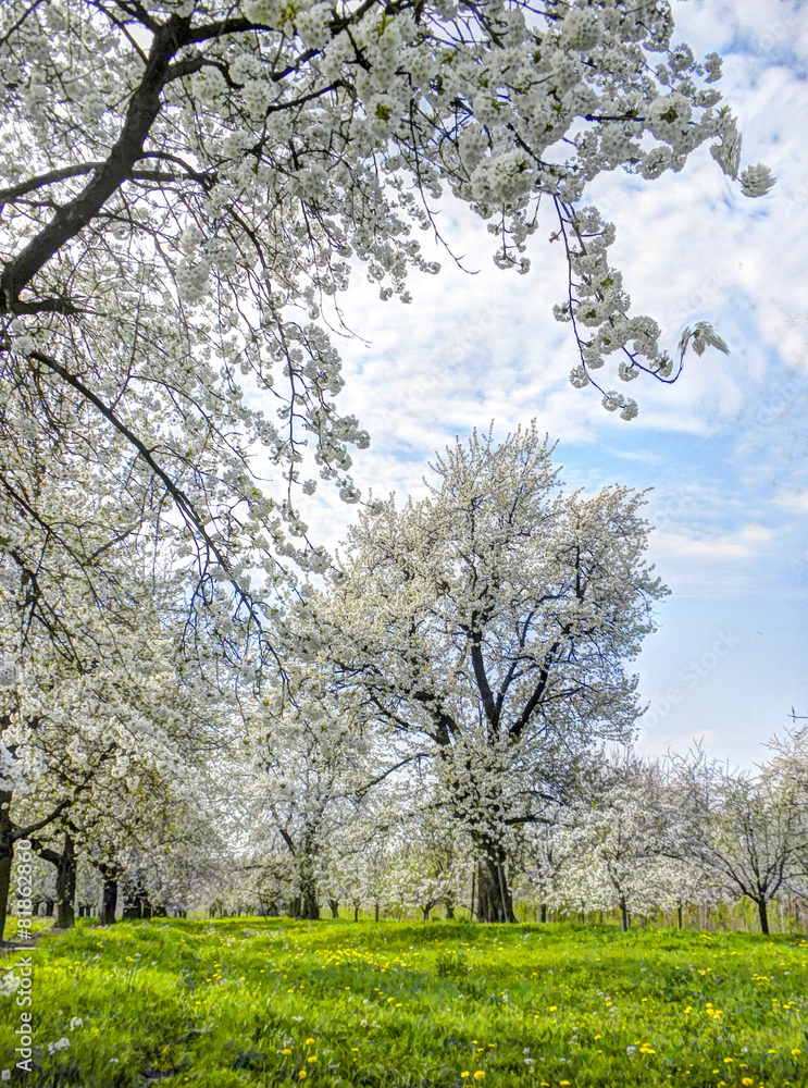 volle Kirschblueten in gruener Wiese, Schwarzwald