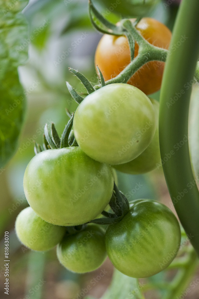 Fototapeta premium Fresh green tomatoes on a branch