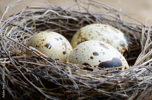 Nest with quail eggs