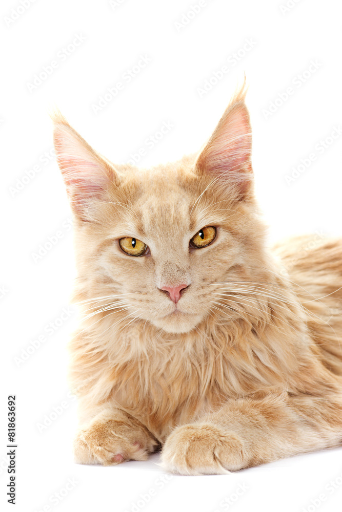 Fototapeta premium red cat looking
