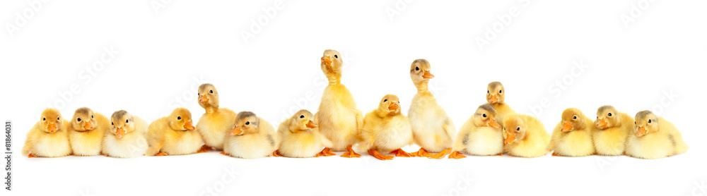 Group of fluffy baby ducklings