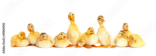 Photos Many fluffy baby ducklings isolated