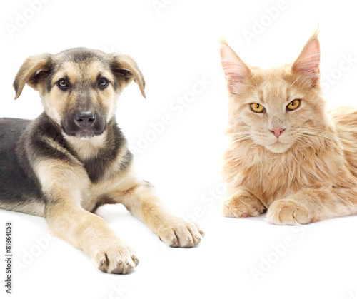 cat and puppy looking