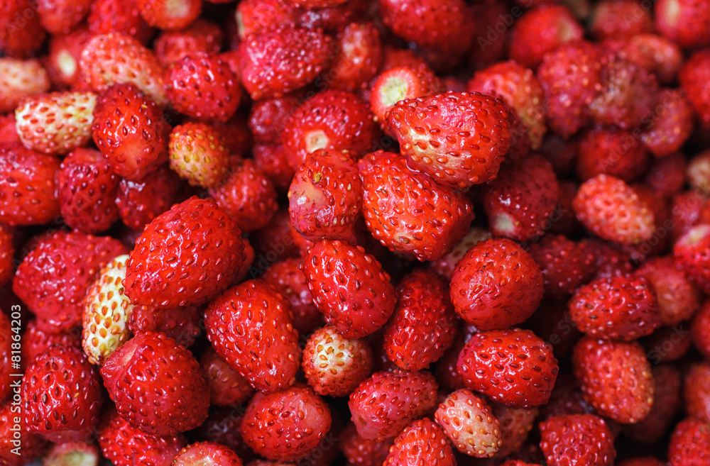 wild strawberries wild strawberries
