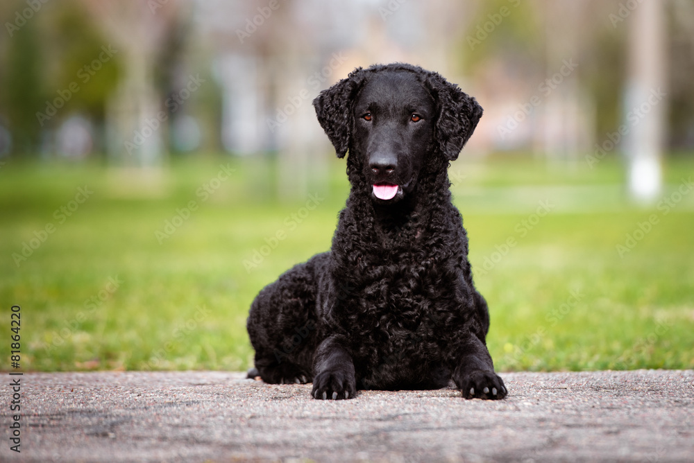 curly coated retriever dog lying down outdoors