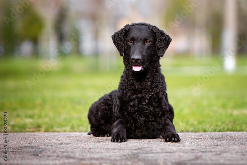 Slika na platnu curly coated retriever dog lying down outdoors