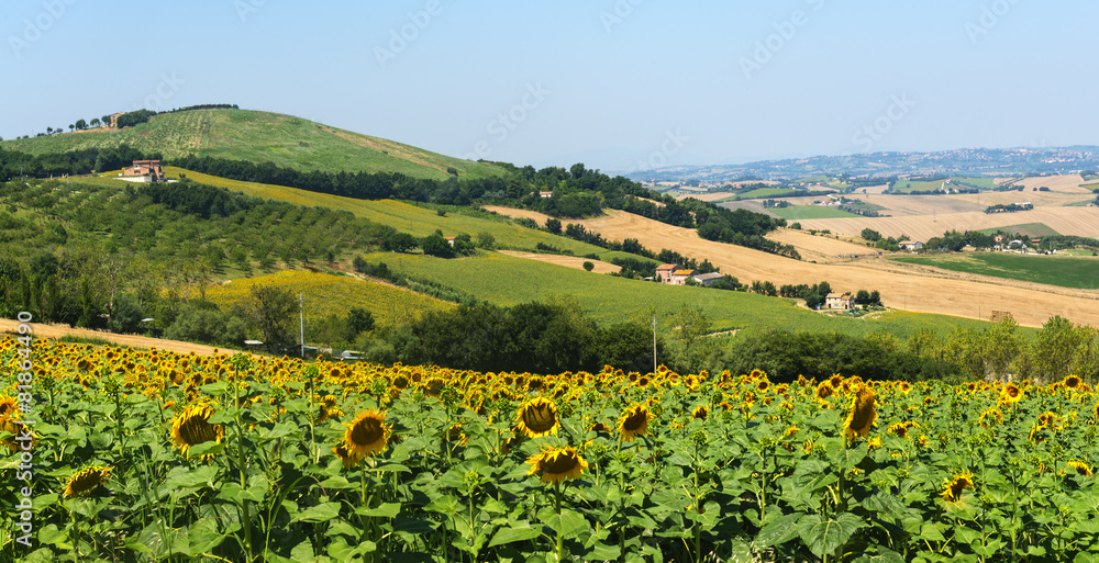 Summer landscape in Marches (Italy)