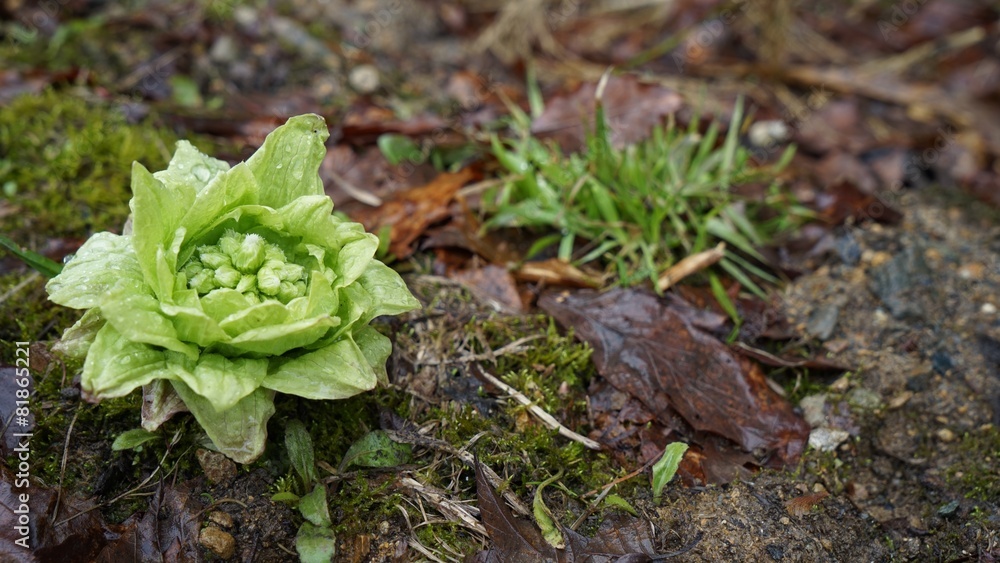 Flowering stalk of a butterbur Flowering stalk of a butterbur