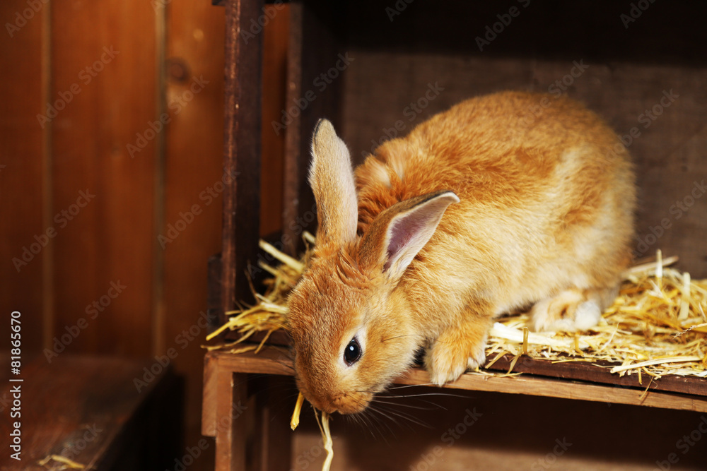 Obraz premium Cute rabbit in barn, close up