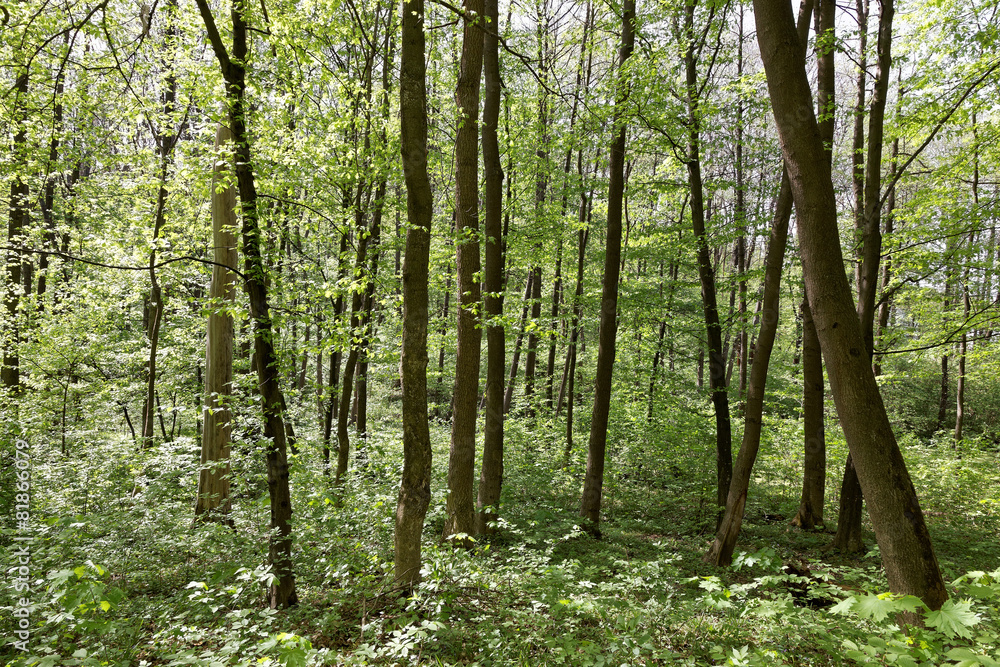 Green deciduous forest on a sunny day. Green deciduous forest on a sunny day.