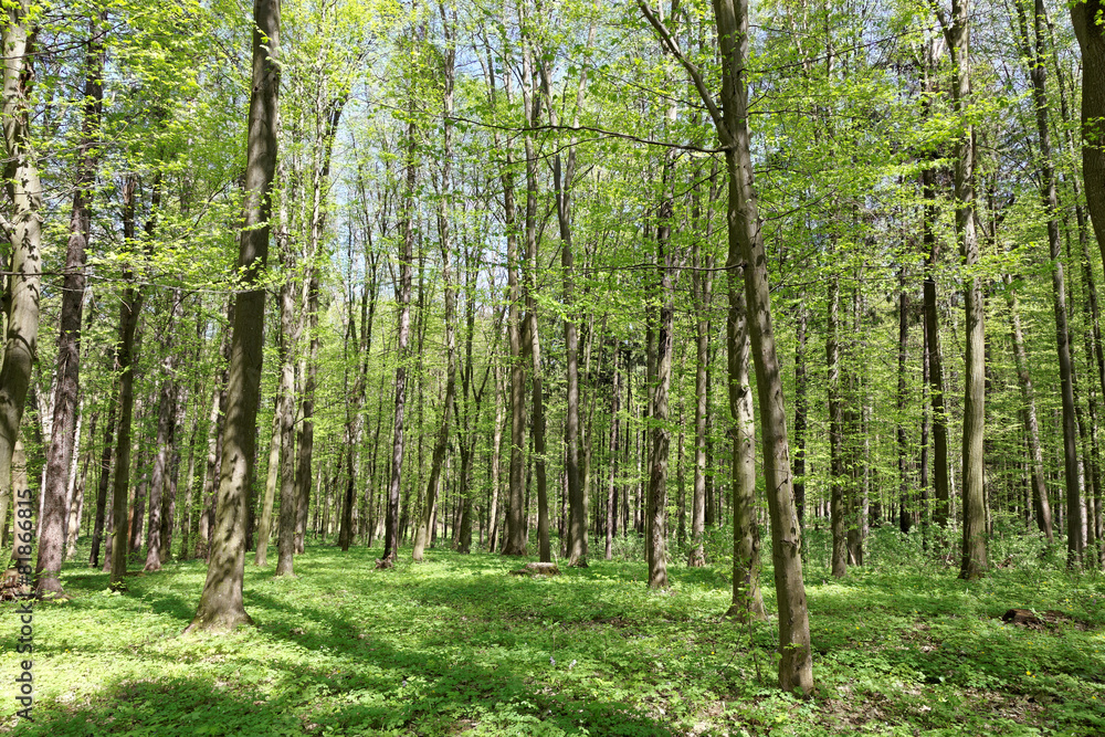 Fototapeta premium Green deciduous forest on a sunny day.
