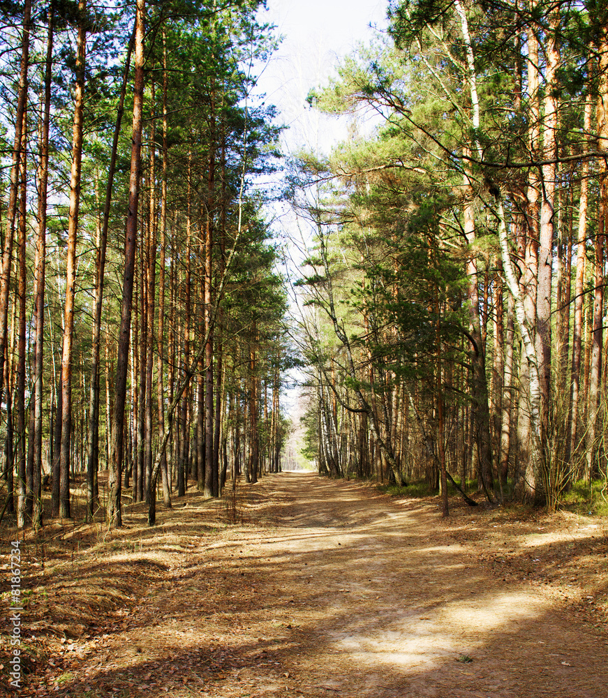 path in the woods path in the woods