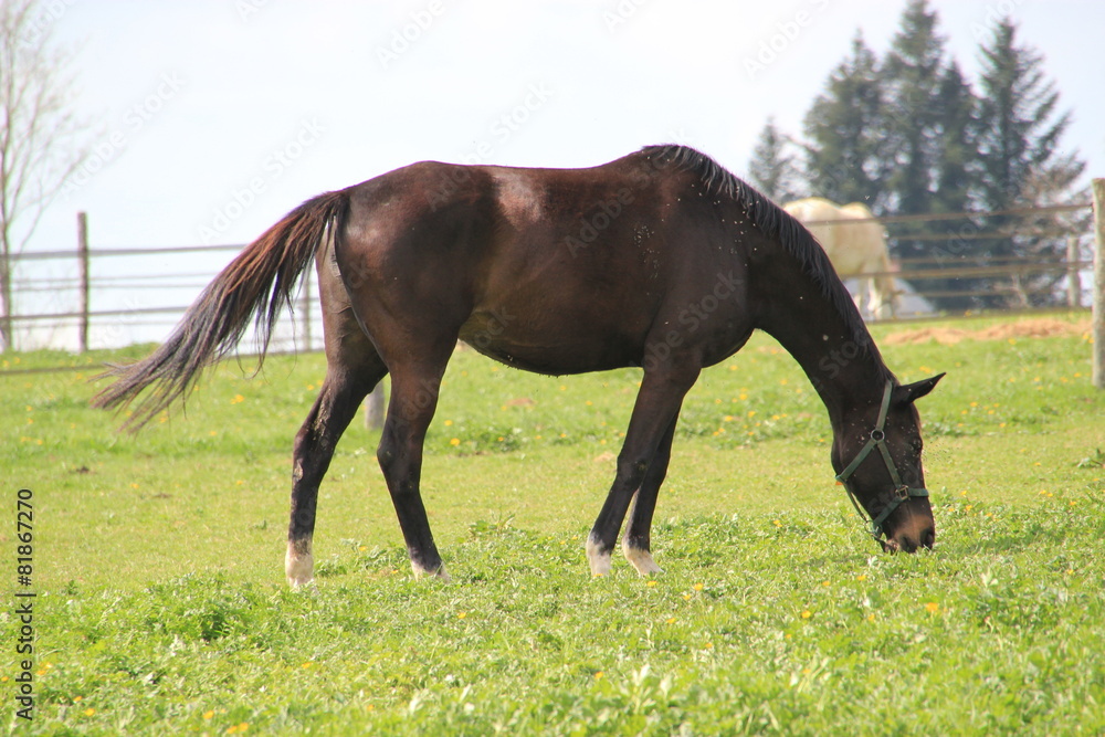 Fototapeta premium Cheval de course.
