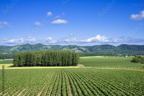 美幌町の田園風景