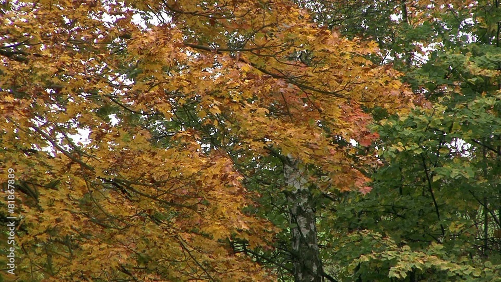 Autumn in the forest Autumn in the forest