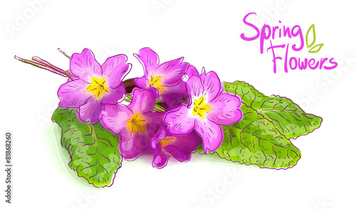 Pink primrose