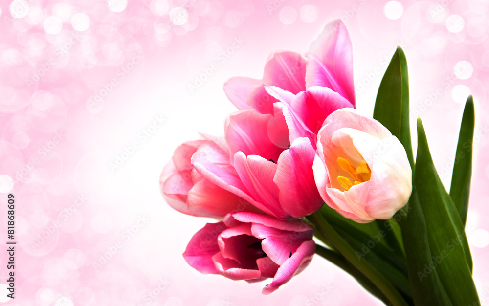 Obraz premium pink colored tulip flowers