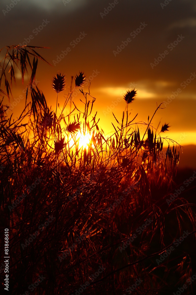 Close-up view of wheat ears and weeds in backlight at sunset.