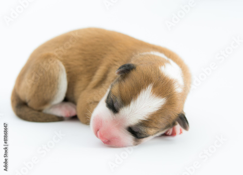 Fototapeta Naklejka Na Ścianę i Meble -  One day for newborn pup