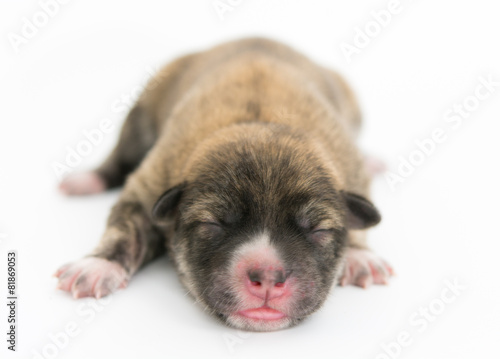 One day for newborn pup © sorapop