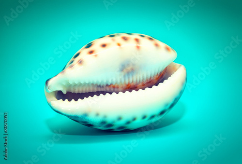 seashell with tiger spots