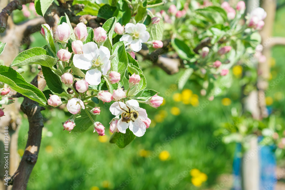 Obraz premium Obstblüte im Frühling