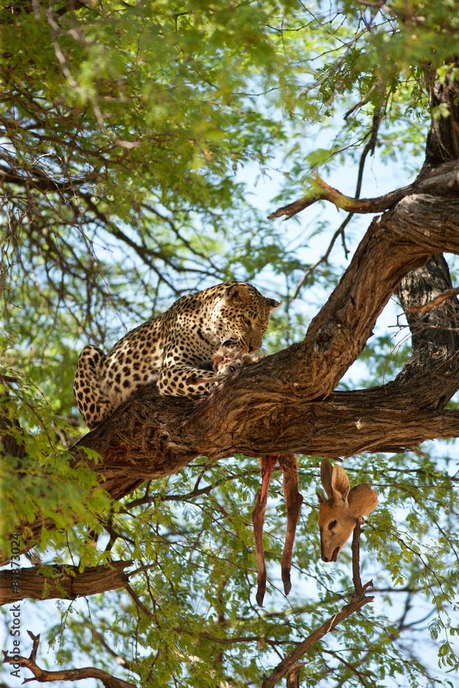 Obraz premium leopard