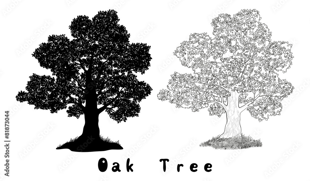 Fototapeta premium Oak Tree Silhouette, Contours and Inscriptions