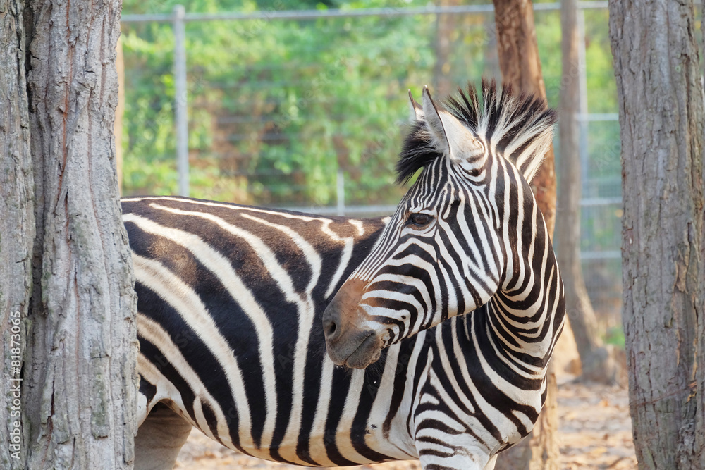 Fototapeta premium Zebra portrait