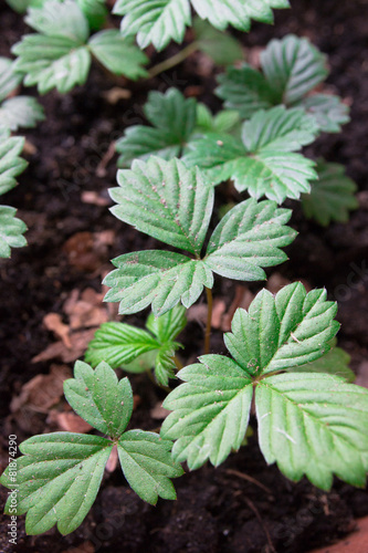 Wallpaper Mural Strawberry seedings Torontodigital.ca